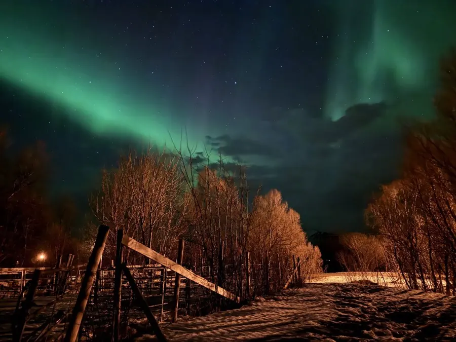 Une aurore verte dans le ciel nocturne, au-dessus d’une barrière et d’arbres éclairés de lumière chaude.